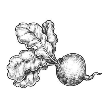 Pancarın gerçekçi bir çizimi. Bahçedeki veya çiftlikteki sebzelerin vektör çizimi. Vejetaryen ya da vejetaryen yemek tarifi için kalem ya da elle çizilmiş yemek. Salata ya da çorba malzemesi. Yemek pişirme ve tarif, tarım