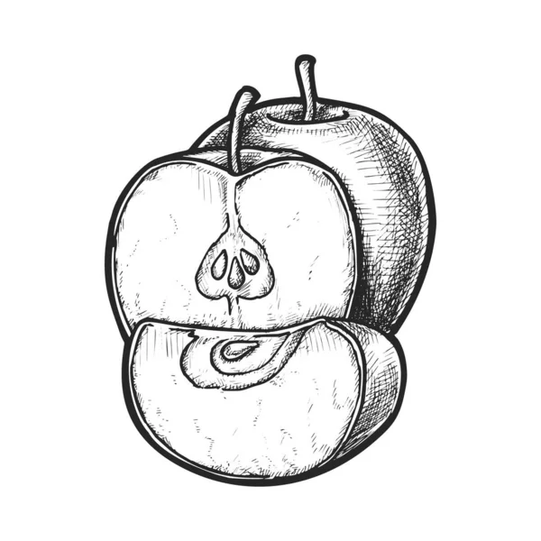 分離されたリンゴのベクトル画像 種でスライスした果物のイラストスケッチ 包装や植物教育材料に使用することができる食品のロゴに署名します ビーガン ベジタリアンの栄養 — ストックベクタ