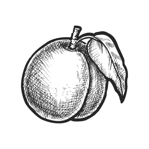 Imagen Vectorial Aislada Albaricoque Fruta Hueso Ilustración Bocetos Para Botánica — Vector de stock