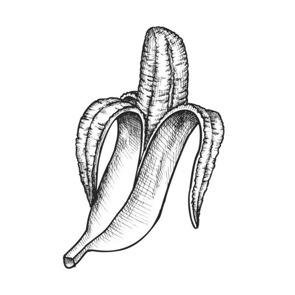 Imagen Boceto Plátano Pelado Aislado Vector Realista Mano Dibujado Fruta — Archivo Imágenes Vectoriales