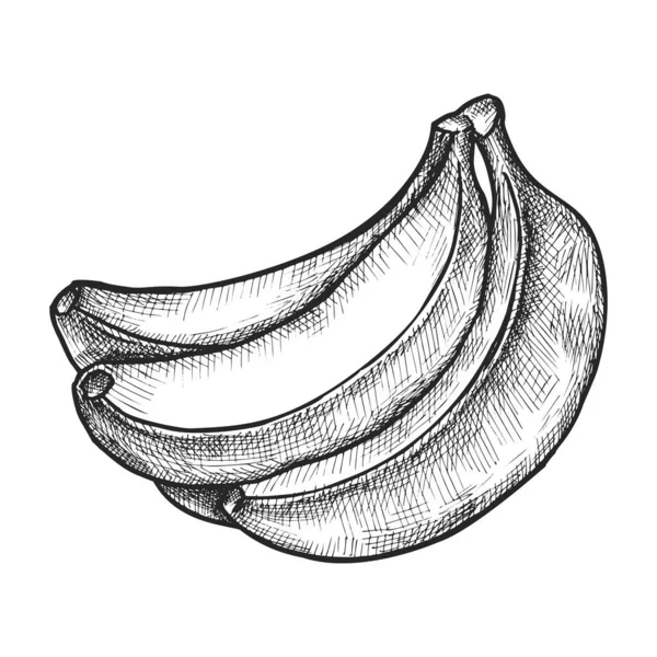 Realistická Skica Pro Banány Vektorové Ilustrace Vegetariánských Potravin Nebo Veganské — Stockový vektor