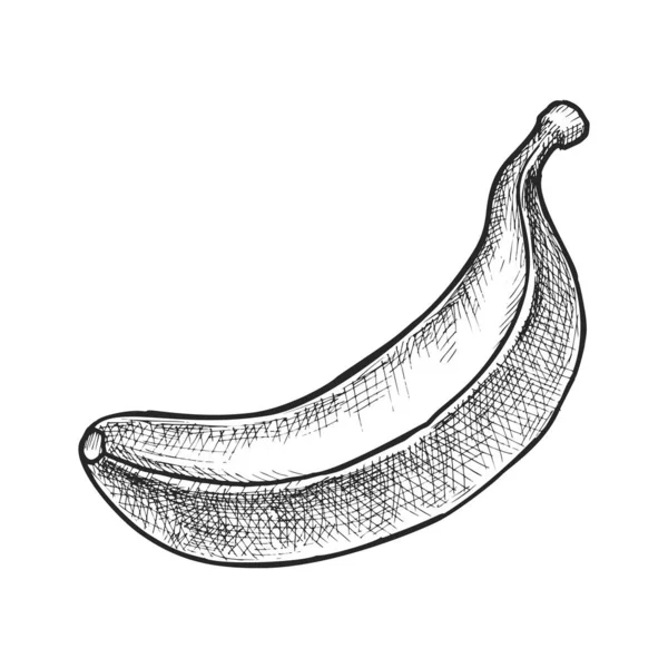 Izolovaný Banánový Náčrt Nebo Vektorové Tropické Ovoce Ručně Kreslený Symbol — Stockový vektor