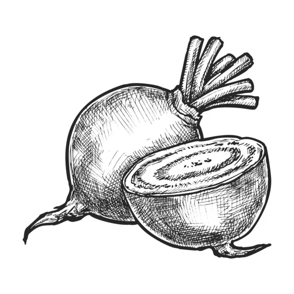 Geïsoleerde Gesneden Kevervector Schets Afbeelding Van Plantaardig Voedsel Voor Koken — Stockvector