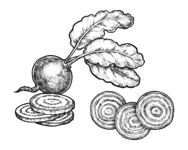 Boceto Remolacha Vegetal Ilustración Vectorial Alimentos Naturales Orgánicos Para Ensalada — Archivo Imágenes Vectoriales