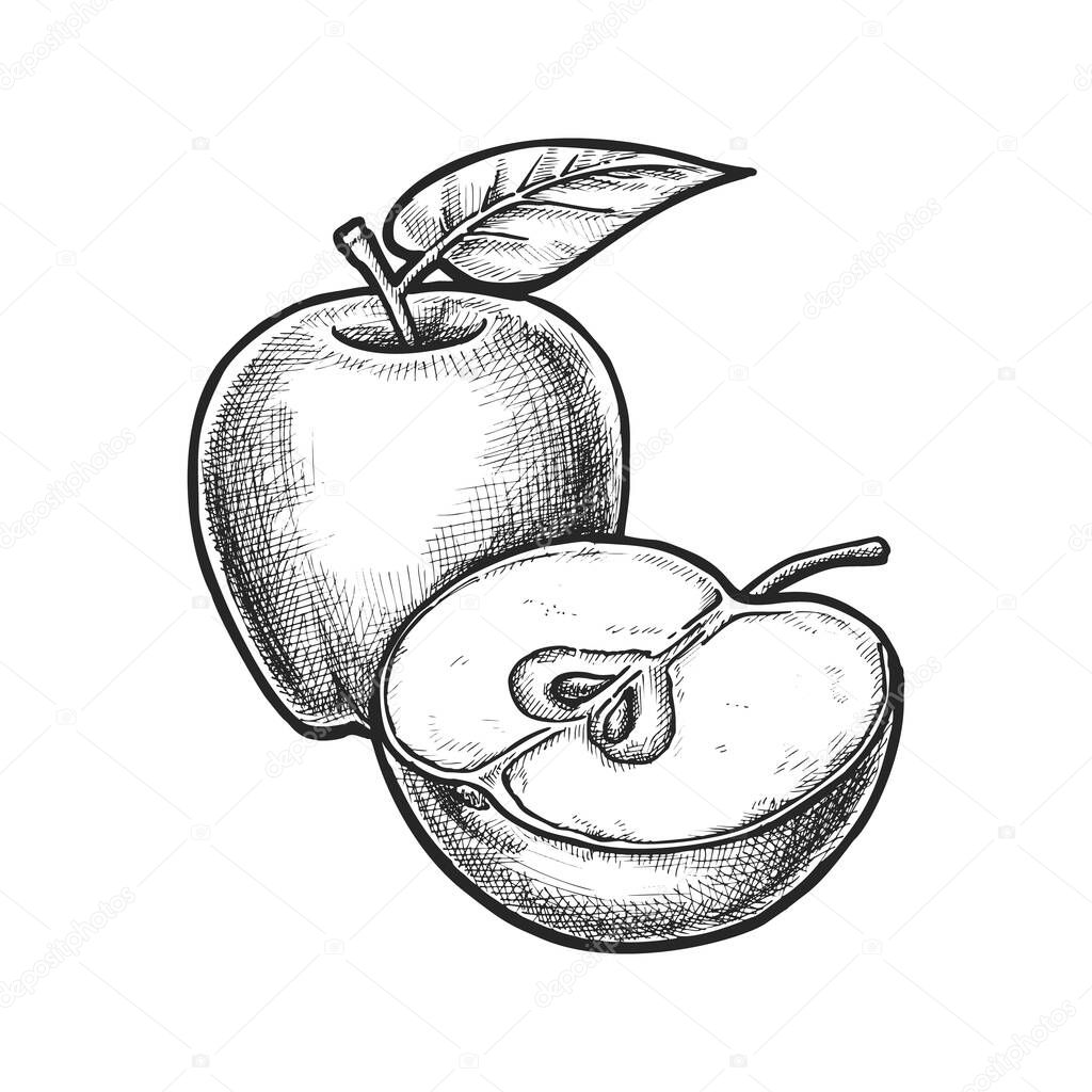 Isolated sliced apple hand drawn. Vector fruit sing or insignia for culinary packaging. Sketch of food salad ingredients. Botany and cooking, recipe and culinary, farm and orchard, vegan, vegetarian