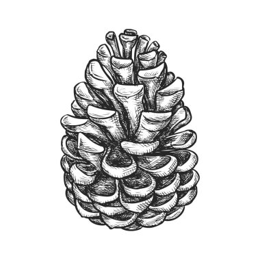 Çam ya da köknar konisinin izole vektör çizimi. Ladin ya da sedir tohumu eskizi. Çam kozalağı için klasik sembol. El yapımı kozalaklı. Botanik ve biyoloji kitabı resmi, Noel süsleri. Çiziliyor