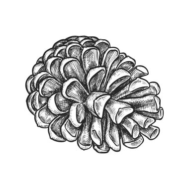 Sonsuza dek yeşil ağaç konisinin vektör görüntüsü. Çizim ya da kozalağın gerçekçi el çizimi çizimi. Firavun ve çam, sedir ve ladin oymalı çam. Noel ağacı süsü ya da dekor. Ahşap ve orman teması
