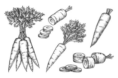 Vektör havuç çizimlerini ayarla. İzole edilmiş bir grup ve yapraklı dilimlenmiş sebze. Vejetaryen ya da vejetaryen beslenmesi için elle çizilmiş doğal çiftlik yiyeceği. Hasat, tarım, market. Yenilebilir bitki kökü. Yiyecek.