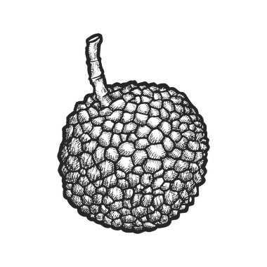 Lychee meyvesinin vektör çizimi. Yemek tarifi veya yemek kitabı için görüntü. Vejetaryen ya da vejetaryen beslenmesi için elle çizilmiş sabun bitkisi. Organik ya da doğal besin maddeleri. Egzotik tropikal vitamin. Yemek, atıştırmalık.