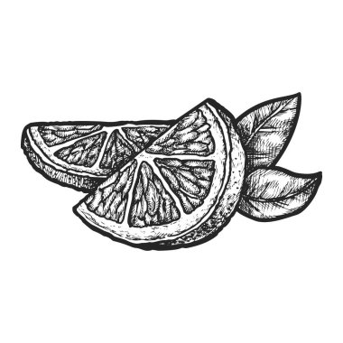 Limon dilimleri veya limon dilimleri. İzole edilmiş tropikal veya Asya vitamini meyvelerinin vektör çizimi. Vejetaryen ya da vejetaryen diyeti için sağlıklı besin maddesi. Doğal ve organik yiyecekler. Botanik
