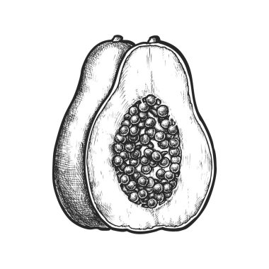 Papaya skecinin yarısı. Vektör patisi ikiye bölünmüş. Botanik ya da biyoloji için gerçekçi tatlı meyve, tarif, aşçılık ya da yemek kitabı. Vejetaryen ya da vejetaryen yemeği için aperatif. Sağlıklı gıda ve beslenme