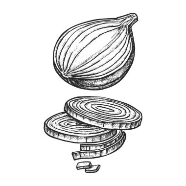 Vektör dilimlenmiş soğan ya da elle çizilmiş organik sebze. Bitki ampulü çizimi. Sağlıklı yemek ve mutfak. Vejetaryen veya vejetaryen için doğal salata malzemesi. İşlemeli hasat. Çiftlik yemeği arpacık soğanı ürünü