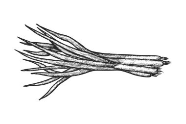Soğan ya da soğan filizinin vektör çizimi. Vejetaryen diyeti ya da vejetaryen salata malzemesi için el yapımı doğal sebze. Organik baharatlı yiyecekler. Doğa çiftliğinden kök bitkisi hasadı. Ürün yemek