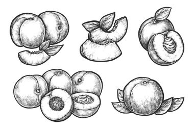 Şeftali ve kayısı eskizleri. Çiftlik pazarı veya mutfak menüsü için vektör taşı illüstrasyonu. Vejetaryen ya da vejetaryen beslenmesi için dilimlenmiş bakkal. Tatlı yemek. Tarım ve hasat, botanik