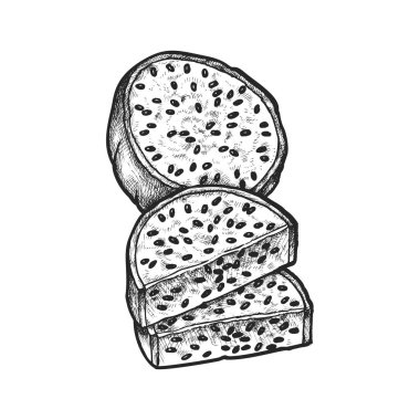 Pitaya meyve dilimi. Pitahaya 'nın vektör çizimi ya da gerçekçi ejderha meyve eli çizimi. Yemek tarifi kitabı için Asya mutfağı ya da vejetaryen yemeği. Vejetaryen diyet tropikal malzeme. Ejder meyvesi hasadı