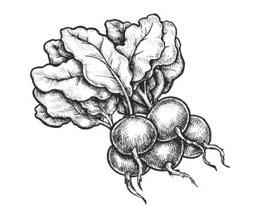 Turp eskizi ya da yapraklı sebze vektörü. Elle çizilmiş yemek tarifi, yemek tarifi kitabı. Vejetaryen ve vitaminli vejetaryen salata malzemesi. Çiftlik piyasası işareti. Yemek için organik ürün