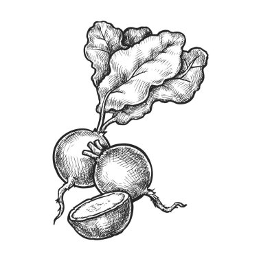 Turp yemeği skeci. Vektör dilimlenmiş sebze. Gerçekçi el yapımı çiftlik bitkisi. Organik vejetaryen salata malzemesi ya da vejetaryen besin. Market için kök. Tarif ya da yemek kitabı, menü işareti. Tarım