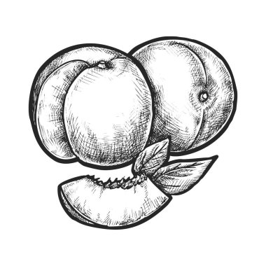 Vektör şeftali veya taş meyve eskizi. Vejetaryen, vejetaryen ya da vejetaryen mutfağı için el yapımı yaz bitkisi. Botanik tarımın mürekkep çizimi. Yiyecek pazarı ya da organik ürün pazarı için market
