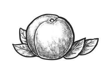 Şeftali ya da kayısı meyvesi çiziyorum. Yaz bitkisi hasadının vektör çizimi. Vejetaryen ve vejetaryen için gıda ya da beslenme, vejetaryen. Tatlının içeriğiyle birlikte. Biyoloji ve botanik işaretleri. Bahçe hasatı