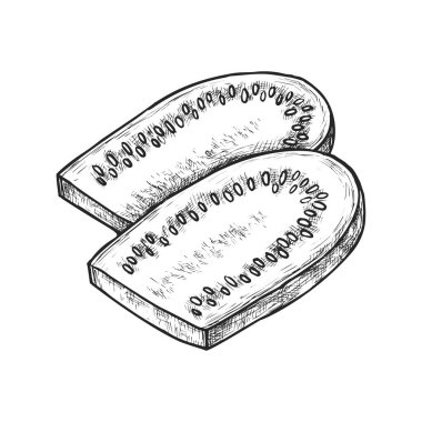 Kabak ya da vektör bebek iliği dilimlenmiş. Organik ve doğal yiyecekler için el çizimi kabak resmi. Sağlıklı vejetaryen ve vejetaryen yemek tarifleri kitabı. Kabağı kes. Çiftçilik, hasat.