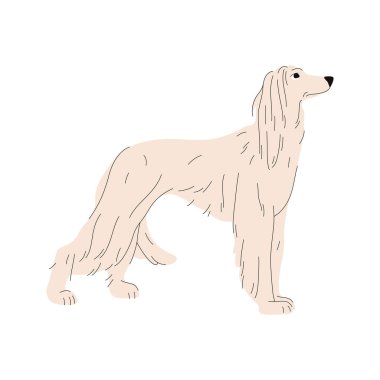 Afgan av köpeği vektör klibi. Av köpeği ya da tazi pozu afişi, baluçi köpek posteri ya da balkh puppy çizgi film logosu. Safkan hayvan ya da köpek avı soyu. Zooloji ve biyoloji, cynoloji