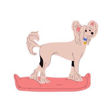 Çin armalı köpek ayakta duruyor. Kılsız köpeğin vektör parçası. Evcil hayvan şeceresi. Powderpuff köpek işareti ya da köpek kartı. Zooloji maskotu pozu. Hayvan cinsi. Cynology ve biyoloji tabela, poster