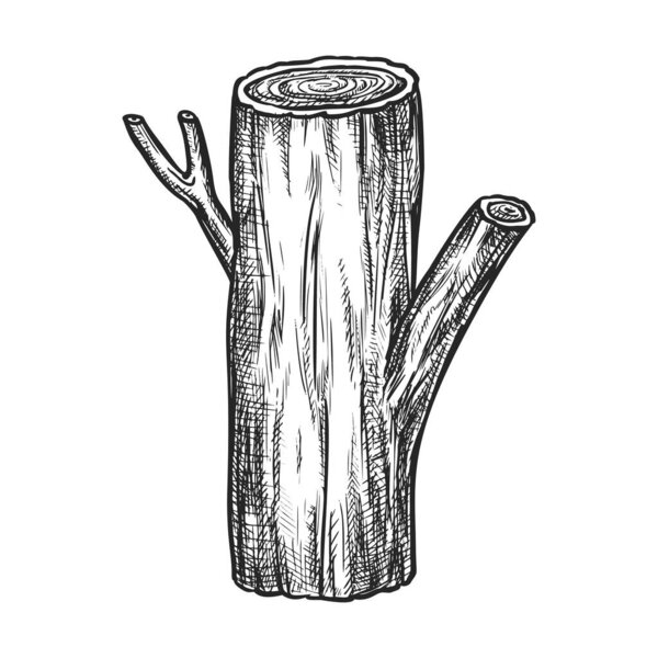 Wood stub sketch or hardwood lumber. Vector timber lump or cork. Lumberjack hand drawn material for fireplace. Natural firewood. Realistic closeup on tree stem. Bark and cork, trunk.Hand drawn element