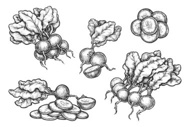 Bir dizi turp eskizi izole edildi. Vektör gerçekçi sebze kökü. Salata için el yapımı vejetaryen yemeği. Çiftlik hasadı ve vejetaryen beslenme işareti. Doğal, organik mutfak. Tarım, botanik