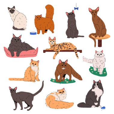 Evcil kedi ya da kedi cinsi. Vektör safkan hayvan. İngiliz pelüşü, maine rakunu, İran çinçili, balili ya da siyam, somali, Devon Rex, Korat, Marx ya da Cymric, Burmese. Hayvanat bahçesi ve zooloji.