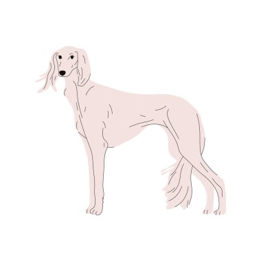 Sighthound saluki resmi ya da vektör av köpeği. Av köpeği ya da köpek sembolü ile birlikte zooloji işareti. Yavru köpek ya da evcil hayvan cinsi. Biyoloji afişi. Köpek ya da köpek, memeli teması