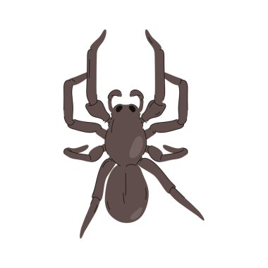 Vektör örümcek simgesi ya da eklembacaklı amblemi. Tehlike ya da korku maskotu işareti. Böcek ya da vahşi hayvan avcısı. Tarantula çizgi filmi yakın plan. Vahşi doğa ve tropik yaşam alanı. Örümceksi fauna. Zooloji ve biyoloji.