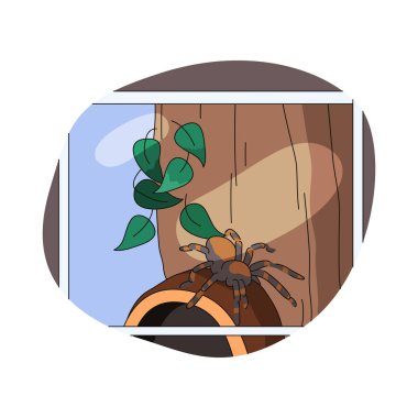 Orman örümceği ya da vahşi tarantula. Fotoğraf çerçevesinde vektör böcek. Egzotik türlerin karikatür fotoğrafları. Eklembacaklı eklembacaklı doğal yaşam alanında. Vahşi yaşam ortamında bir hayvan avcısı. Doğa, zooloji.