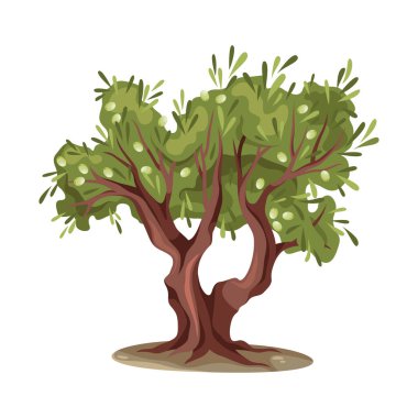 Zeytin ağacı veya meyve Akdeniz bitkisi. Vektör bahçesi ya da bahçe, tarım sembolü. Orman ya da odun için doğal yeşillik. Açık bitki örtüsü ve biyoloji, ekoloji ve tarım.