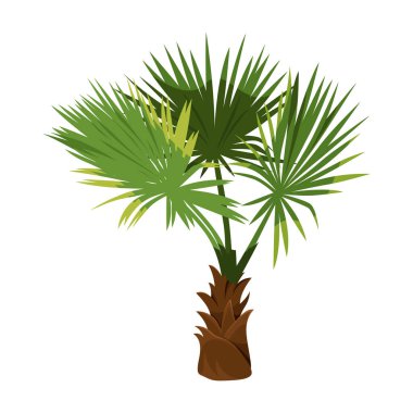 İzole edilmiş yel değirmeni ya da chusan palmiyesi. Vector Çin veya Hint ağacı veya trachycarpus fortune. Asya tarım ikonu. Sahil ya da sahil tropikal bitki örtüsü. Biyoloji, botanik, egzotik tarım. Japonya bitkisi.