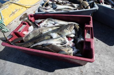 Okyanustan yakalanmış taze morina balığı 