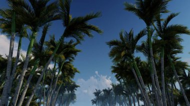 Adaların hindistan cevizi palmiyeleri