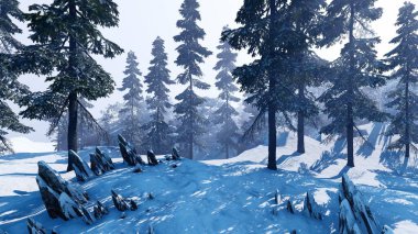 Kış manzarası. Büyük çam ağaçları ve zemin karla kaplı..