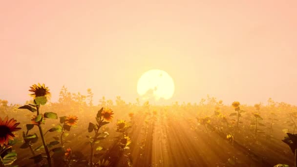 Sunflower Field Sun — ストック動画