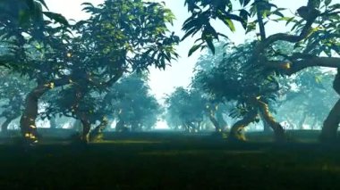 Cüce bitkileriyle ormanda yürüyorum.