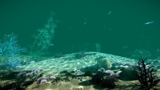 Flachwasser Der Küste Mit Unterwasserpflanzen Und Fischen — Stockvideo
