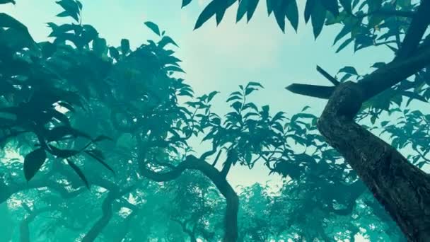 霧の中のマングローブ植物 — ストック動画