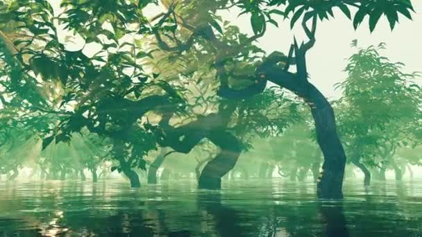 Mangrovenwald Sumpfigem Gebiet — Stockvideo
