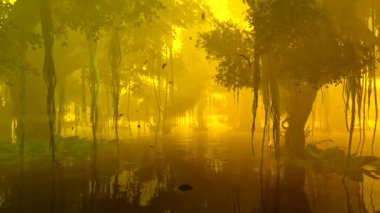 Tropikal ormanı su basmış.