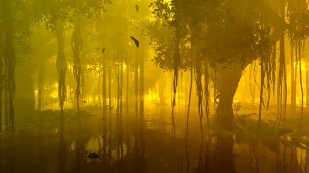 熱帯の風景と湿ったマングローブの森 — ストック動画