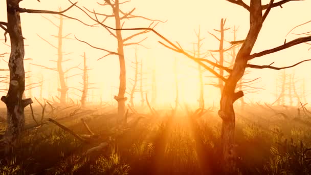 Eski Orman Güneş Işıkları — Stok video