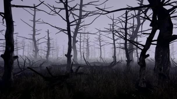 Чёрные Старые Деревья Растущие Тёмном Болоте — стоковое видео