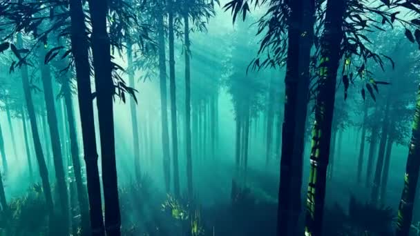 Ήλιος Και Πρωινή Ομίχλη Ένα Δάσος Καλάμια — Αρχείο Βίντεο