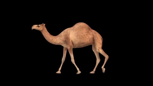 Camelo Caminhando Lentamente Com Canal Alfa — Vídeo de Stock