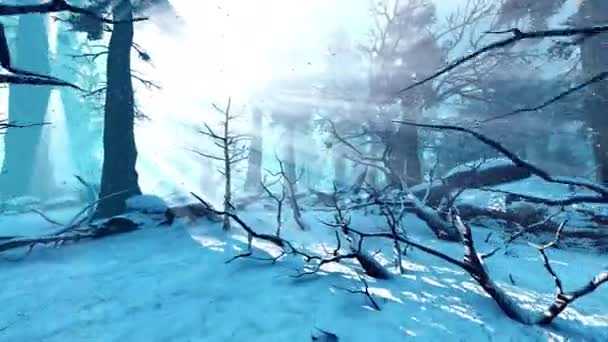 Beweging Tussen Oude Bomen Het Winterbos Animatie Natuur Ecologie Klimaat — Stockvideo