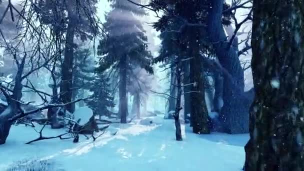 在降雪期间穿越冬季森林 关于自然与生态 气候和季节主题的动画 — 图库视频影像
